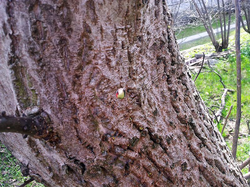 Pinezka wbita w drzewo może być również doskonałym punktem kontrolnym